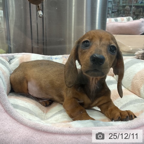 埼玉県のミニチュアダックスフンド(ロング) (ペッツワン 新座店/2025年10月2日生まれ/女の子/レッド)の子犬の3枚目の画像