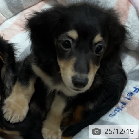 埼玉県のカニンヘンダックスフンド(ロング) (ペットプラス ららぽーと富士見店/2025年10月2日生まれ/男の子/ブラックタン)の子犬の3枚目の画像