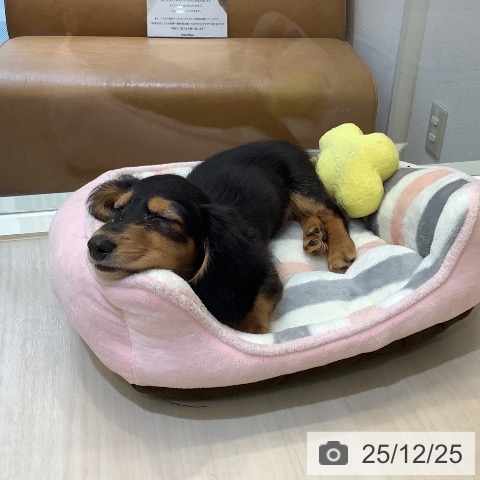 カニーンヘン・ダックスフンドの写真