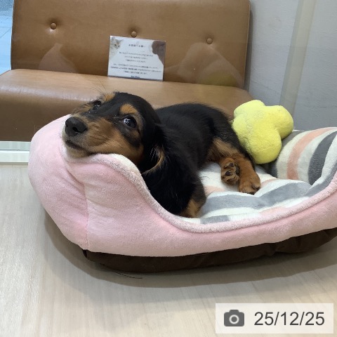 カニーンヘン・ダックスフンドの写真