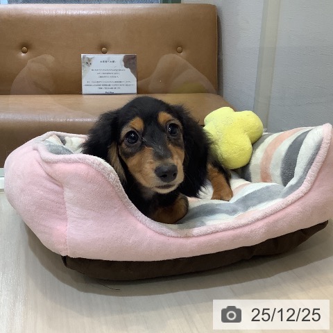 カニーンヘン・ダックスフンドの写真