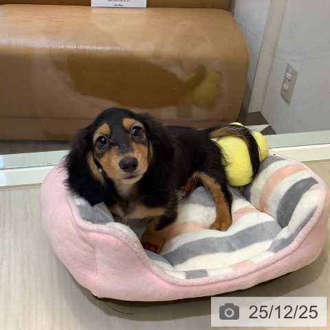 カニーンヘン・ダックスフンドの写真