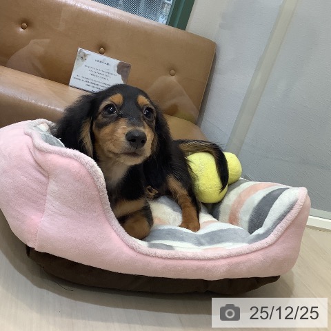 カニーンヘン・ダックスフンドの写真