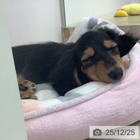 カニーンヘン・ダックスフンドの写真