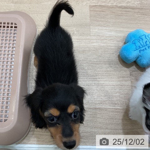 カニーンヘン・ダックスフンドの写真