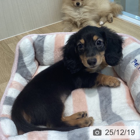 宮城県のカニンヘンダックスフンド(ロング) (ペットプラス 仙台泉大沢店/2025年10月2日生まれ/男の子/ブラックタン)の子犬の3枚目の画像