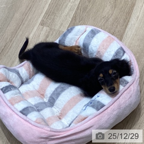 宮城県のカニンヘンダックスフンド(ロング) (ペットプラス 仙台泉大沢店/2025年10月2日生まれ/男の子/ブラックタン)の子犬の3枚目の画像