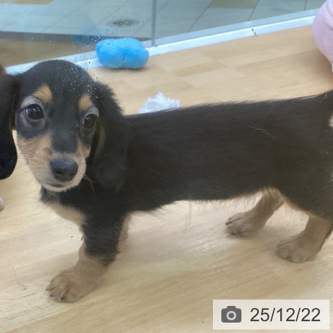 埼玉県のカニンヘンダックスフンド(ロング) (ペットプラス 羽生店/2025年10月2日生まれ/女の子/ブラックタン)の子犬の4枚目の画像