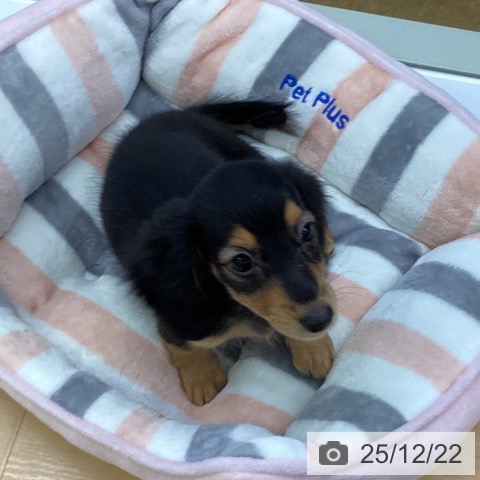 埼玉県のカニンヘンダックスフンド(ロング) (ペットプラス 羽生店/2025年10月2日生まれ/女の子/ブラックタン)の子犬の3枚目の画像