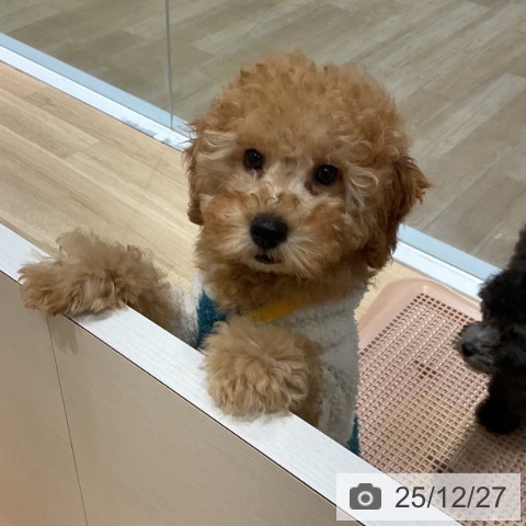 福岡県のトイプードル(トイ) (ペットプラス 小倉南店/2025年10月2日生まれ/男の子/アプリコット)の子犬の4枚目の画像