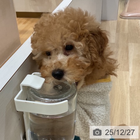 福岡県のトイプードル(トイ) (ペットプラス 小倉南店/2025年10月2日生まれ/男の子/アプリコット)の子犬の3枚目の画像