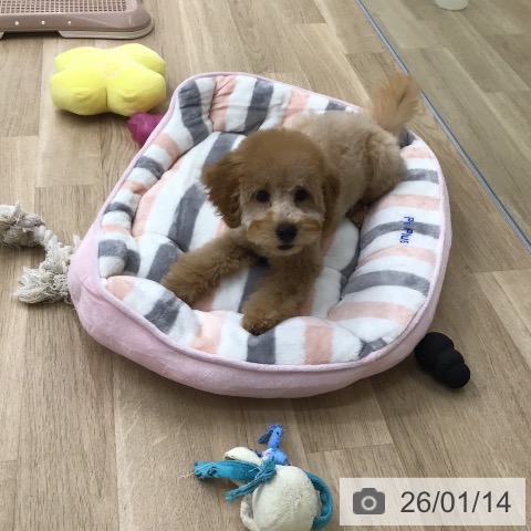 福岡県のトイプードル(トイ) (ペットプラス 春日店/2025年10月2日生まれ/男の子/アプリコット)の子犬の4枚目の画像