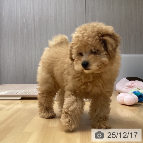 福岡県のトイプードル(トイ) (ペットプラス 黒崎店/2025年10月2日生まれ/女の子/アプリコット)の子犬の3枚目の画像