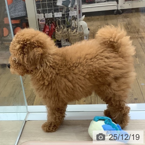 沖縄県のトイプードル(トイ) (ペットプラス 南風原店/2025年10月2日生まれ/女の子/レッド)の子犬の4枚目の画像