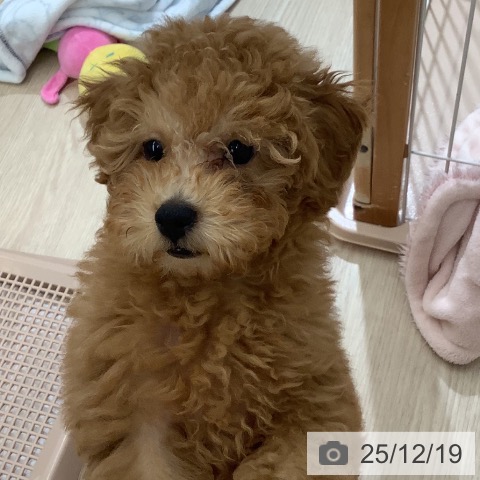 沖縄県のトイプードル(トイ) (ペットプラス 南風原店/2025年10月2日生まれ/女の子/レッド)の子犬の3枚目の画像