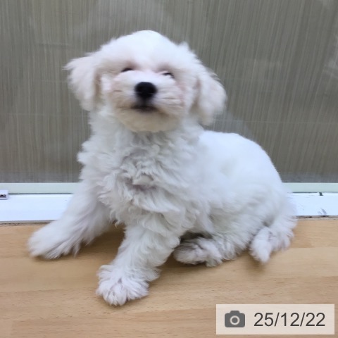 福岡県のビションフリーゼ (ペットプラス 福岡店/2025年9月30日生まれ/男の子/ホワイト)の子犬の4枚目の画像