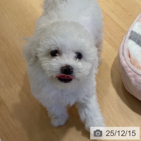 鹿児島県のビションフリーゼ (ペットプラス 姶良店/2025年9月30日生まれ/女の子/ホワイト)の子犬の4枚目の画像