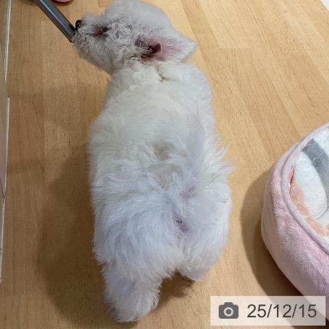 鹿児島県のビションフリーゼ (ペットプラス 姶良店/2025年9月30日生まれ/女の子/ホワイト)の子犬の3枚目の画像