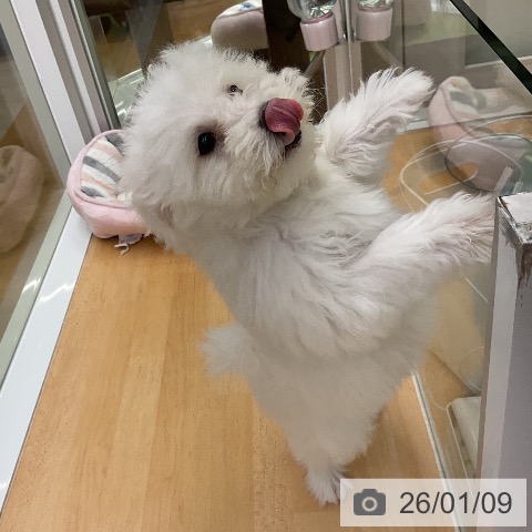 福岡県のビションフリーゼ (ペットプラス 福岡店/2025年9月30日生まれ/女の子/ホワイト)の子犬の3枚目の画像