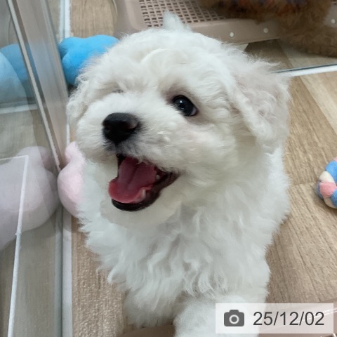 ビション・フリーゼの写真