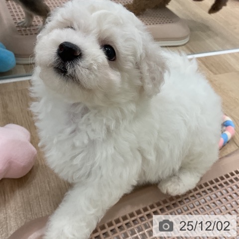 ビション・フリーゼの写真