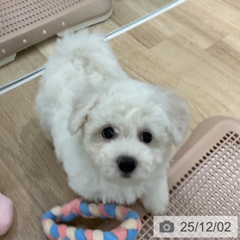 ビション・フリーゼの写真