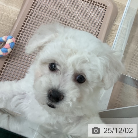 ビション・フリーゼの写真