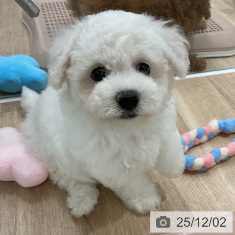 ビション・フリーゼの写真