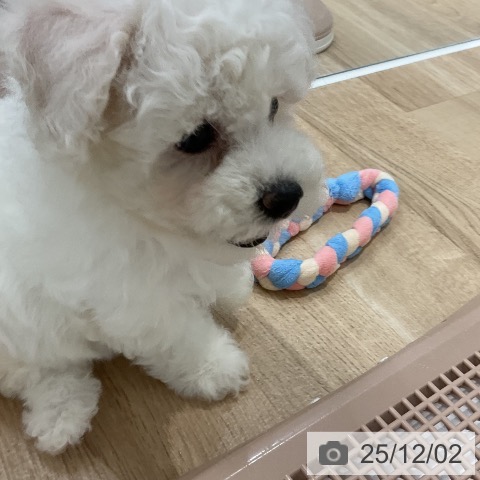 ビション・フリーゼの写真