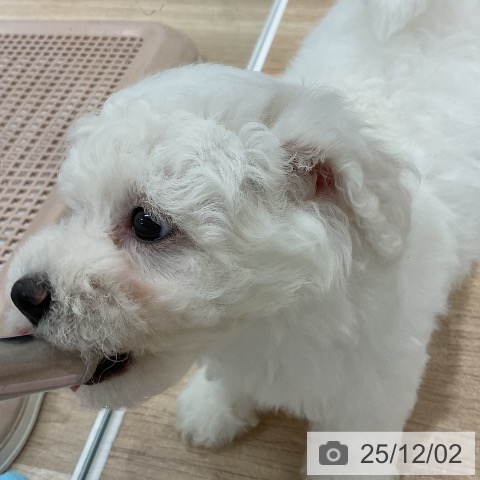 ビション・フリーゼの写真