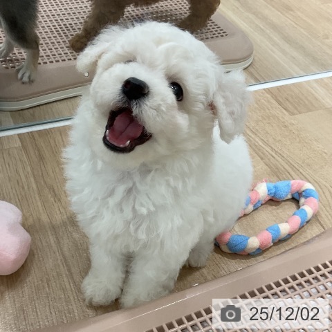 ビション・フリーゼの写真