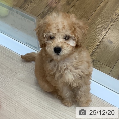 沖縄県のトイプードル(トイ) (ペットプラス 南風原店/2025年10月2日生まれ/男の子/アプリコット)の子犬の3枚目の画像