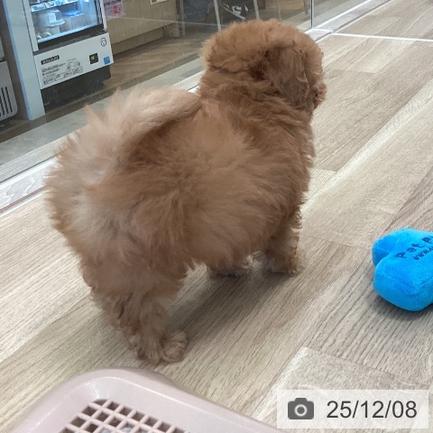 トイ・プードルの写真