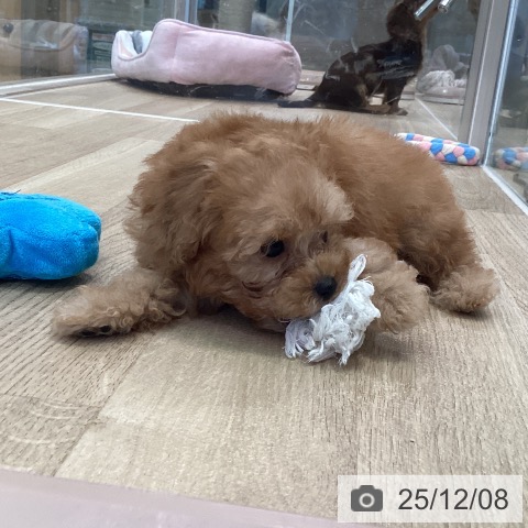 トイ・プードルの写真