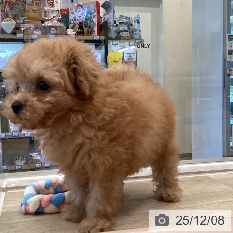 トイ・プードルの写真