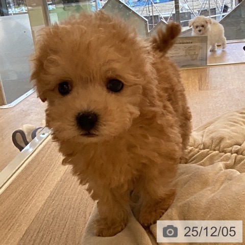 福岡県のトイプードル(トイ) (ペットプラス ららぽーと福岡店/2025年10月2日生まれ/男の子/アプリコット)の子犬の4枚目の画像
