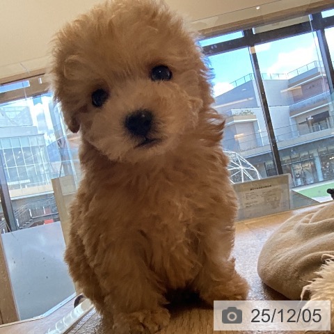 福岡県のトイプードル(トイ) (ペットプラス ららぽーと福岡店/2025年10月2日生まれ/男の子/アプリコット)の子犬の3枚目の画像