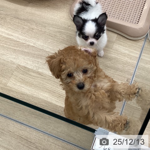 福岡県のトイプードル(トイ) (ペットプラス 春日店/2025年10月2日生まれ/女の子/アプリコット)の子犬の4枚目の画像