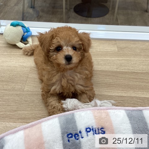 福岡県のトイプードル(トイ) (ペットプラス 春日店/2025年10月2日生まれ/女の子/アプリコット)の子犬の3枚目の画像