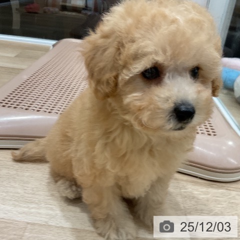 トイ・プードルの写真