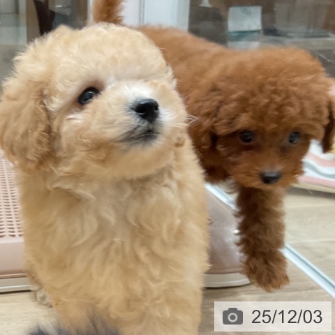 トイ・プードルの写真