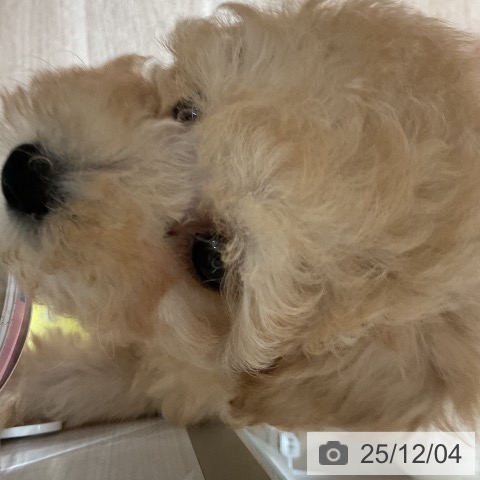 トイ・プードルの写真