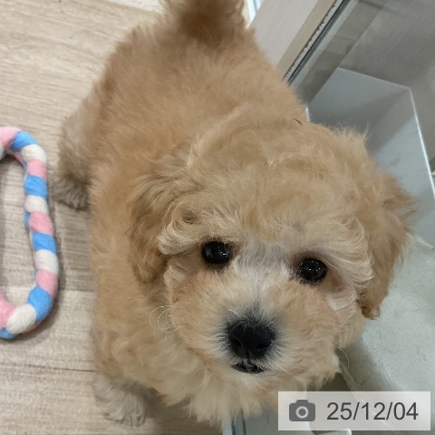 トイ・プードルの写真