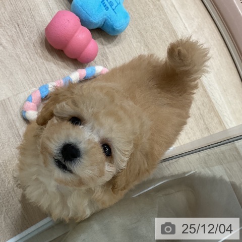 トイ・プードルの写真