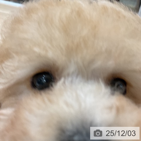 トイ・プードルの写真