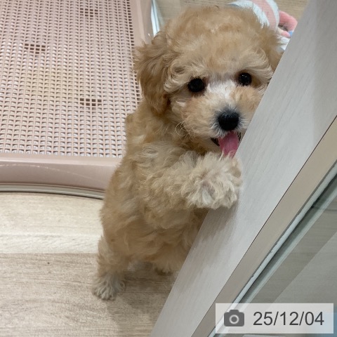 トイ・プードルの写真