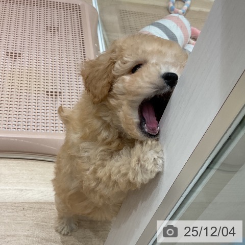 トイ・プードルの写真