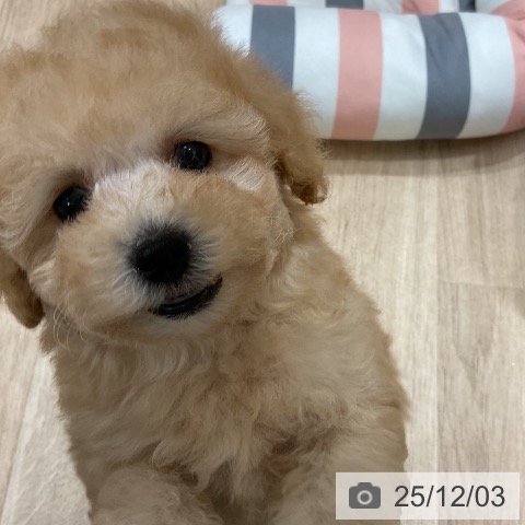 トイ・プードルの写真