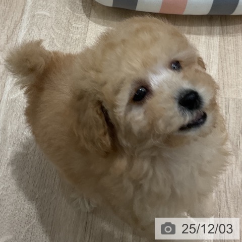 トイ・プードルの写真