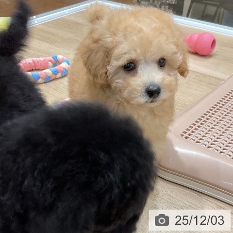 トイ・プードルの写真